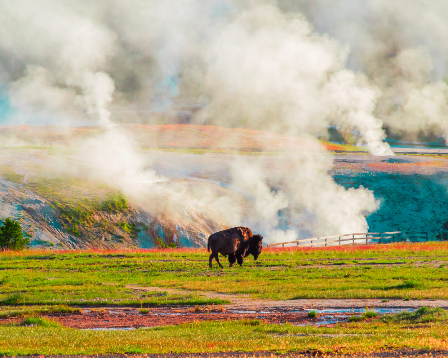 Yellowstone Buffalo